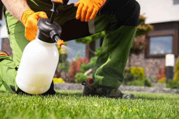 Flea Control Services in New London, IA