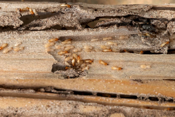Best Mosquito Control Services  in New London, IA
