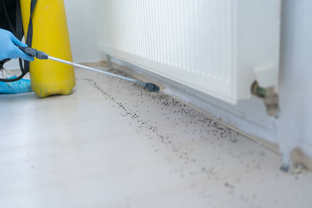 Best Pest Removal Services  in New London, IA